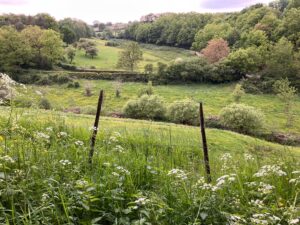 In dieser Landschaft müssten sich Glühwürmchen finden lassen: Die Mischung von Wald, Waldrand, ungemähten Wegrändern und ungedüngten Wiesen – fernab von künstlichen Lichtquellen- stellen ein gutes Habitat dar.