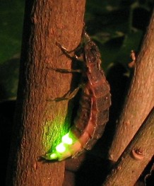 Weibchen des Großen Leuchtkäfers (C) Wofl commonswiki