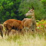 Informationsabend: Der Wald im Stress