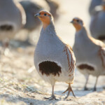 Leader of a pack of gray partridges in a pose of attention, look at the photographer. The image is in the backlight