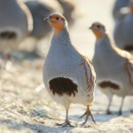 Leader of a pack of gray partridges in a pose of attention, look at the photographer. The image is in the backlight