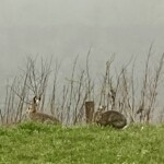 iNaturalist Guy Lambert iNaturalist Guy Lambert